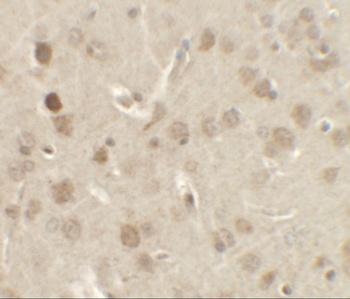 NELF Antibody