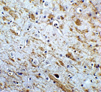 NELF Antibody