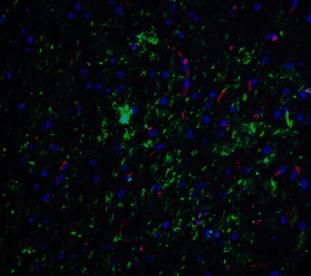 NELF Antibody