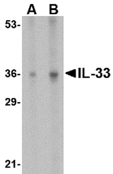 IL33 Antibody