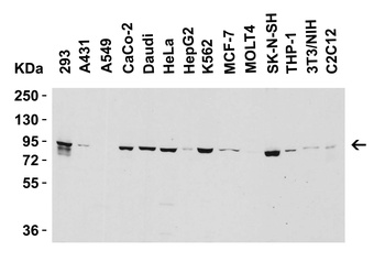 Nephrin Antibody