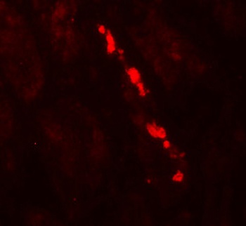 Nephrin Antibody
