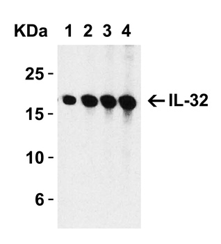 IL32 Antibody