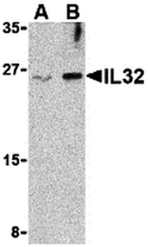 IL32 Antibody