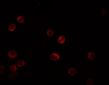 IFNL3 Antibody