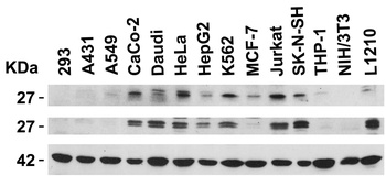 IL27 Antibody