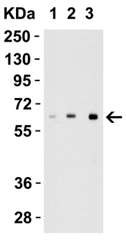 IL27 Antibody