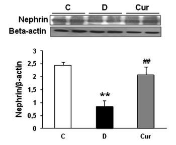 Nephrin Antibody