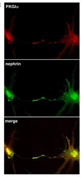 Nephrin Antibody