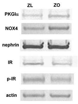 Nephrin Antibody