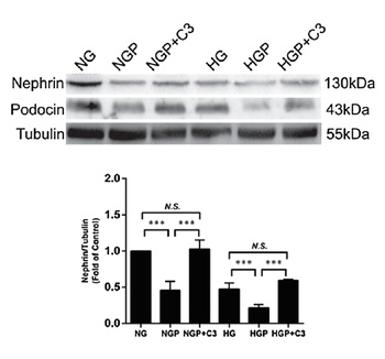 Nephrin Antibody