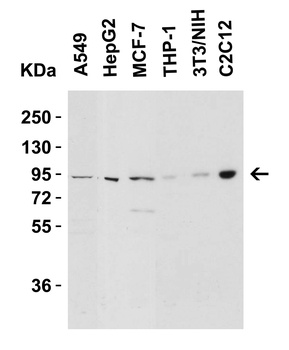 Nephrin Antibody