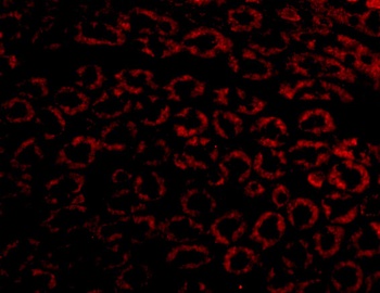 Nephrin Antibody