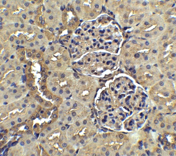 Nephrin Antibody