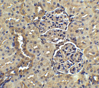 NPHS1 Antibody