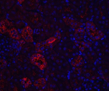 Nephrin Antibody