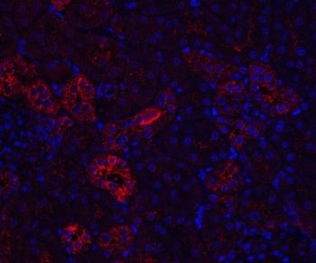 NPHS1 Antibody