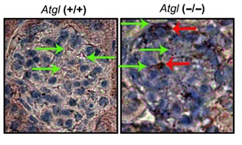 Nephrin Antibody