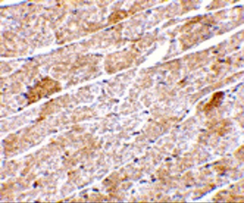 NRN1 Antibody