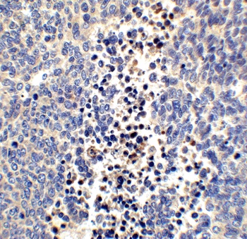 NRN1 Antibody