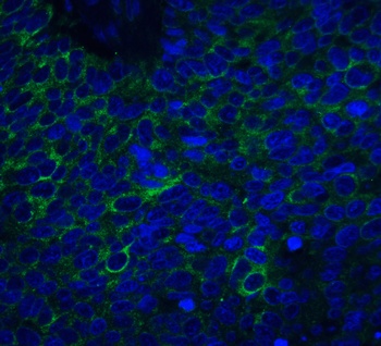 NRN1 Antibody