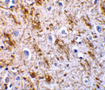Neurturin Antibody