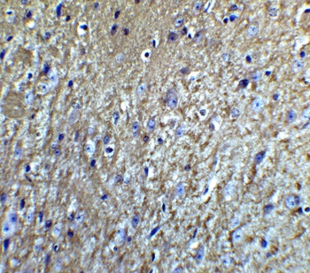 Neurturin Antibody