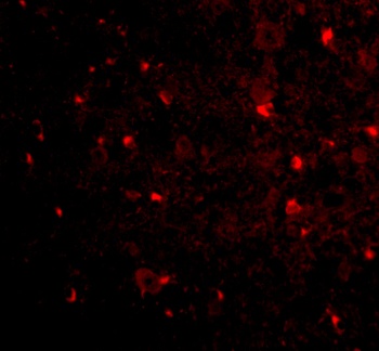 NogoA Antibody