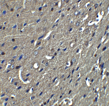 NogoA Antibody