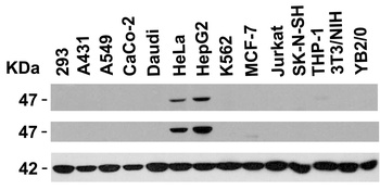 NPTX2 Antibody