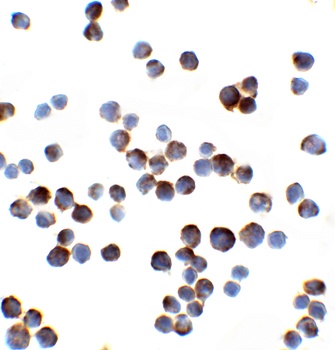IL-1RAcP Antibody