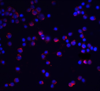 IL-1RAcP Antibody