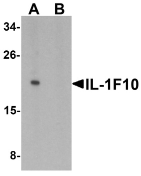 IL-1F10 Antibody