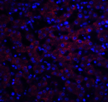 OCLN Antibody