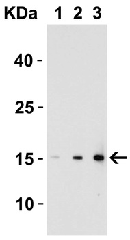 IL17A Antibody