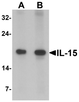 IL-15 Antibody
