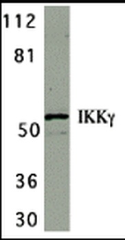 IKBKG Antibody