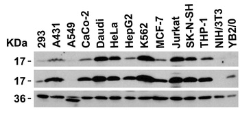 STMN1 Antibody