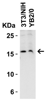 STMN1 Antibody