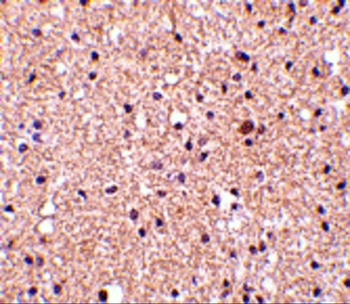 STMN1 Antibody