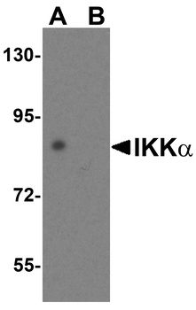 CHUK Antibody