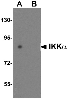 CHUK Antibody