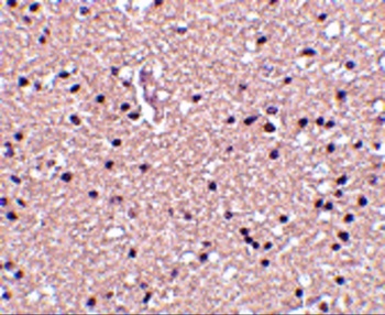op18 Antibody
