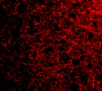 op18 Antibody