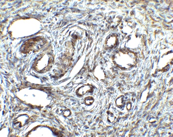 ORAI1 Antibody