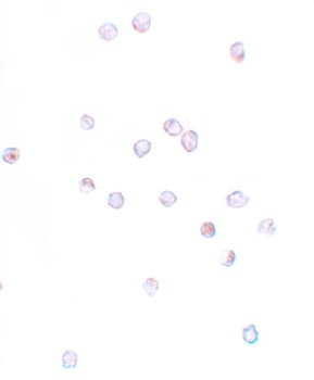IFITM1 Antibody