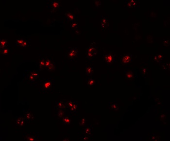 IFITM1 Antibody