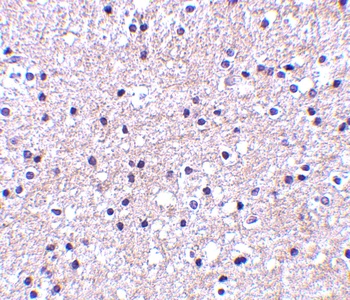 IEX-1 Antibody