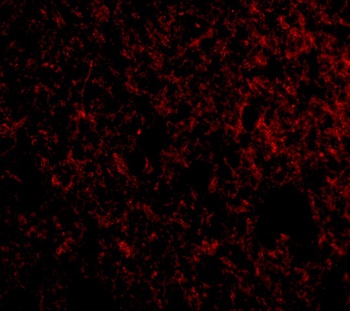 IEX-1 Antibody