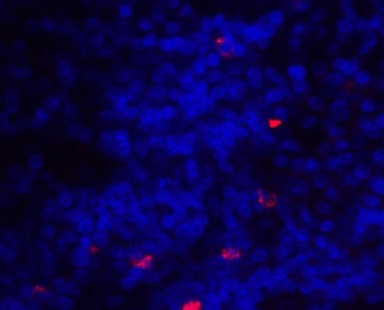 ICOSLG Antibody